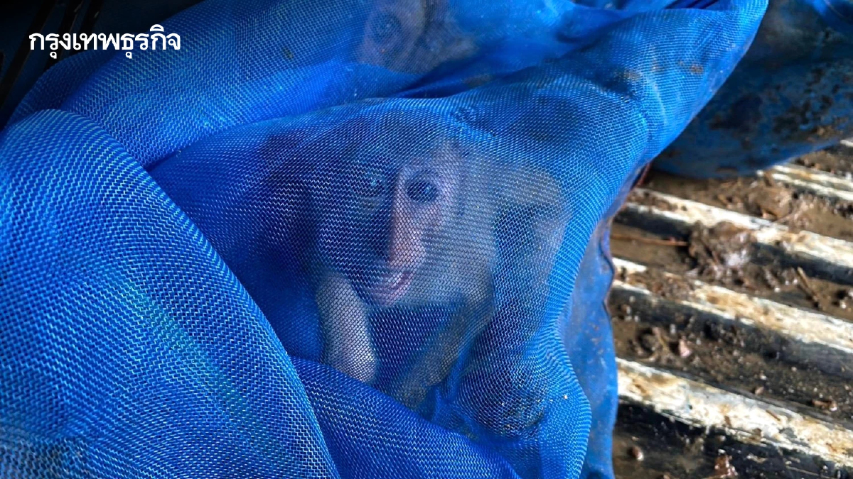 สกัดแก๊งค้าสัตว์ป่าข้ามชาติ ยึด 'ลิงแสม' 51 ตัว ถูกทิ้งไร่อ้อยชายแดนสระแก้ว