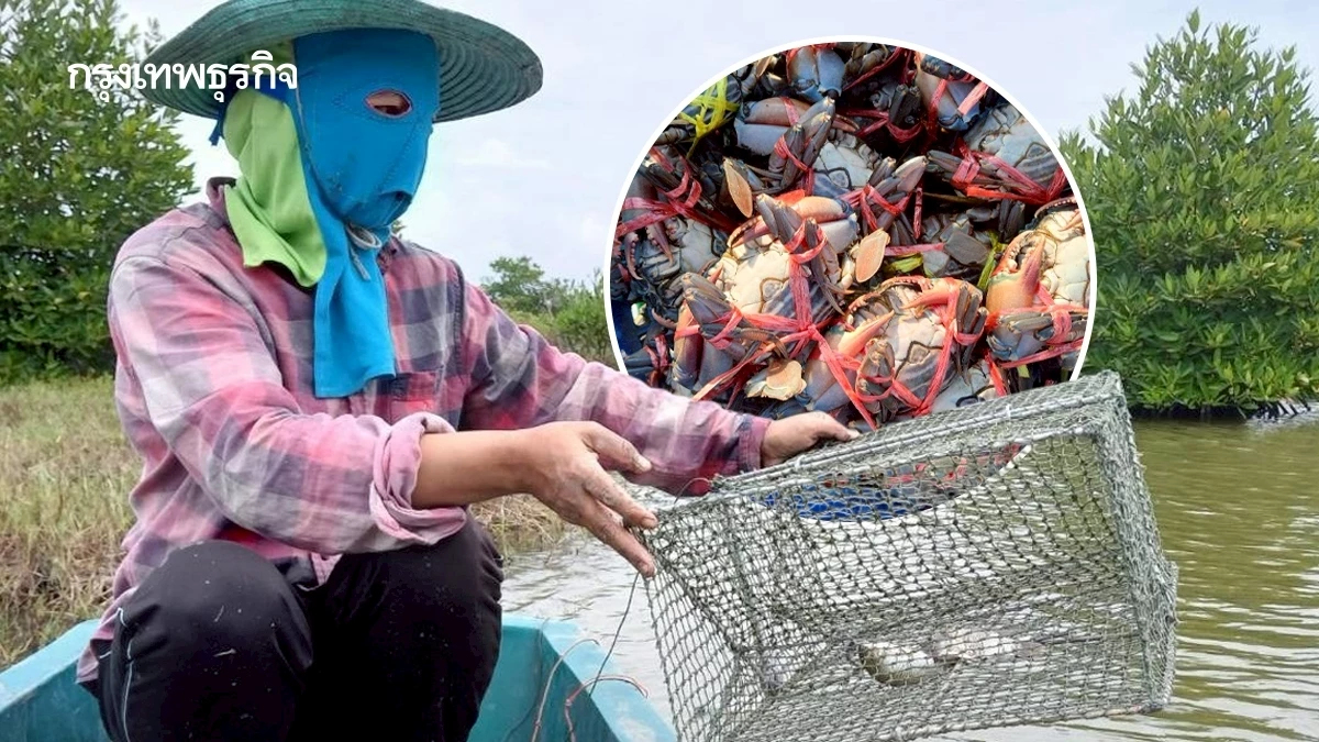 ปูทะเลเพชรบุรีราคาพุ่ง! ปูไข่แตะ 700 บาท ดันรายได้เกษตรกรดี