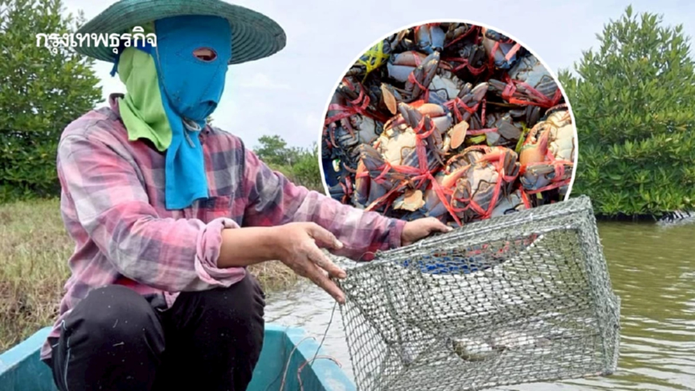 ปูทะเลเพชรบุรีราคาพุ่ง! ปูไข่แตะ 700 บาท ดันรายได้เกษตรกรดี