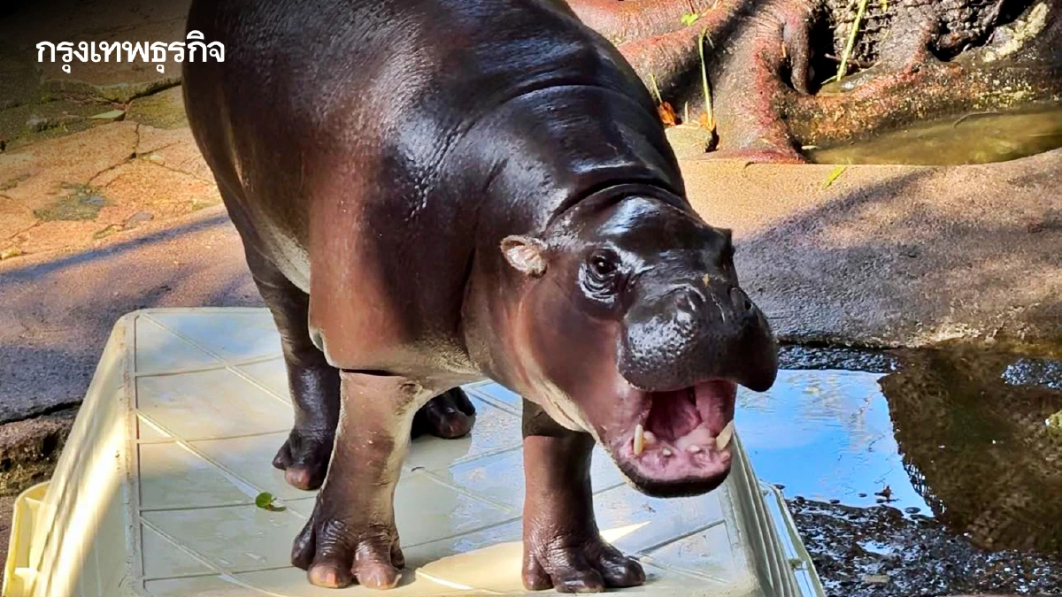 อย่าหาทำ จับคนบุกรุกกรง 'หมูเด้ง' สวนสัตว์เขาเขียวแจงน้องปลอดภัย-เอาผิดถึงที่สุด