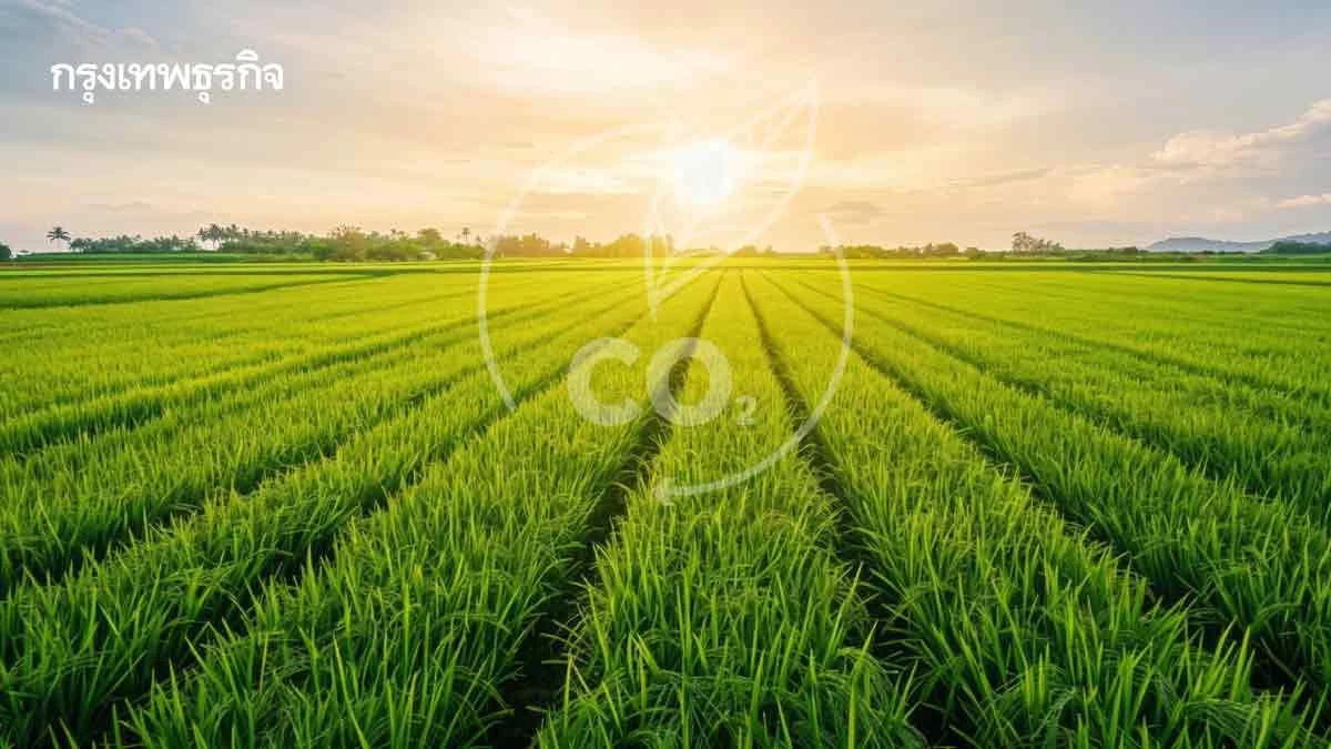 กลยุทธ์เพิ่มมูลค่าข้าวไทยสู้วิกฤติเวทีโลก  ดึงเกษตรกรลุยทำนายุค 'โลว์คาร์บอน'