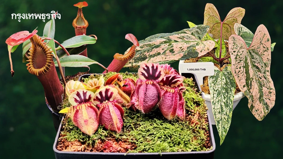 เศรษฐกิจสีเขียว 'ไม้แปลก–ไม้หายาก' สร้างมูลค่า ยกระดับเกษตรไทยสู่ตลาดโลก