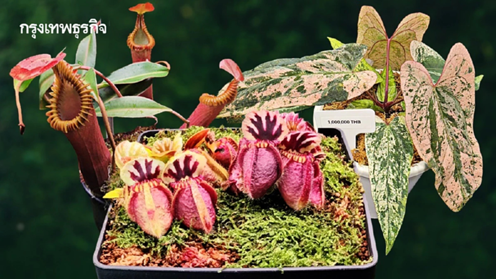 เศรษฐกิจสีเขียว 'ไม้แปลก–ไม้หายาก' สร้างมูลค่า ยกระดับเกษตรไทยสู่ตลาดโลก