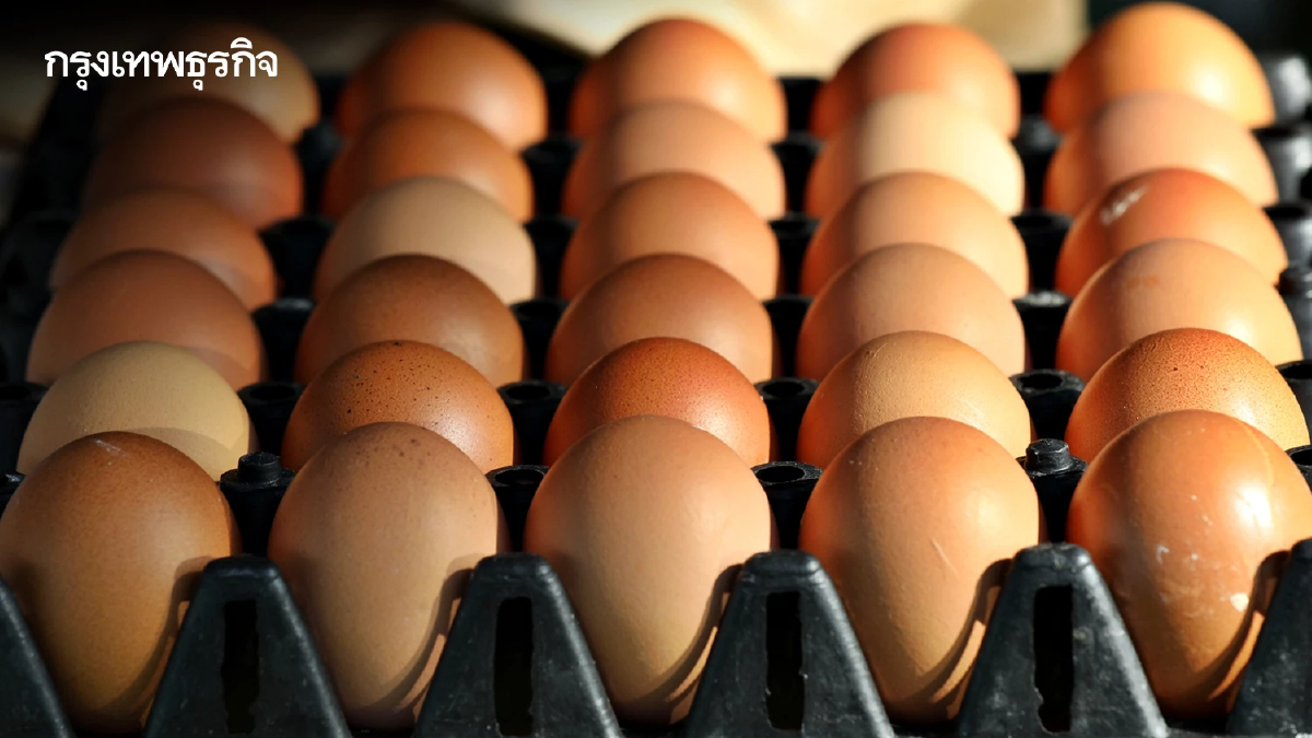 'ไข่ไก่' ขึ้นอีก เครือข่ายสหกรณ์ฯ แจ้งปรับราคาขึ้นแผงละ 6 บาท มีผล 28 มี.ค.นี้