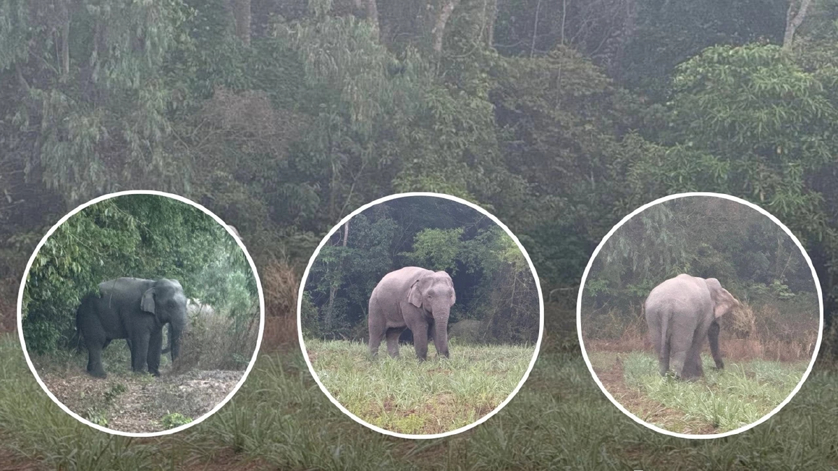 ระทึก 3 สีดอจอมป่วน พ่อใหญ่-ถัง-ดื้อ ช้างเข้าใกล้หมู่บ้านชายแดนสุรินทร์