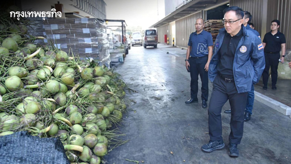 กู้ศักดิ์ศรี 'มะพร้าวน้ำหอมไทย' กรมพัฒน์ฯ บุกราชบุรีปราบ 'นอมินี' แก้ปัญหาราคาตกต่ำ