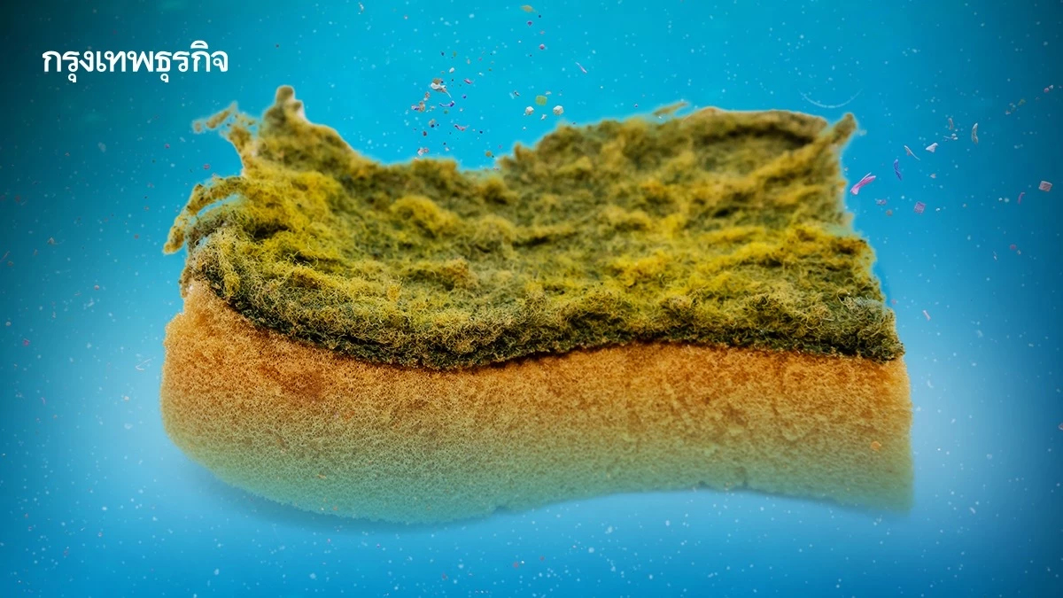 ‘ฟองน้ำล้างจาน’ ปล่อย ‘ไมโครพลาสติก’ ลงสู่แหล่งน้ำ ยิ่งสึกหรอเร็ว ยิ่งปล่อยมาก