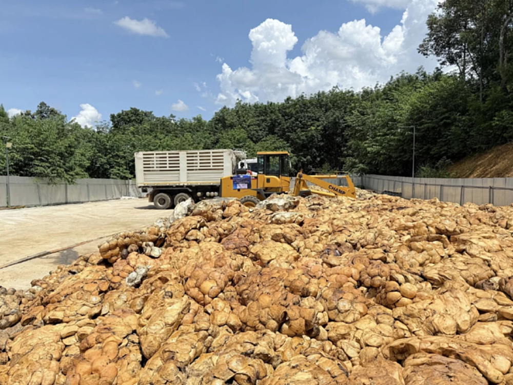 กยท.ประเมินสงครามตอ.กลาง ทิศทางราคายางไทย ยังอยู่ในเกณฑ์ดี