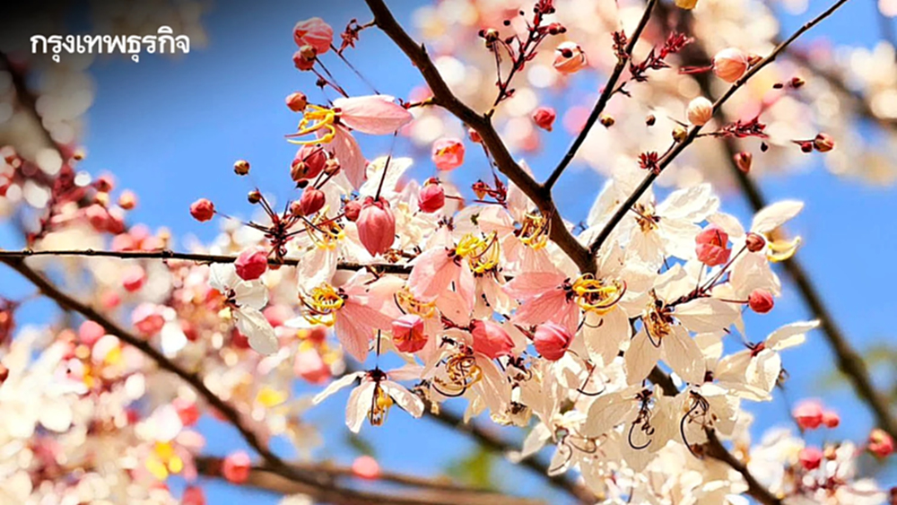 ชมเสน่ห์ 'กัลปพฤกษ์' ออกดอกบานสะพรั่งรับหน้าร้อน ณ เขตห้ามล่าสัตว์ป่าบึงบอระเพ็ด