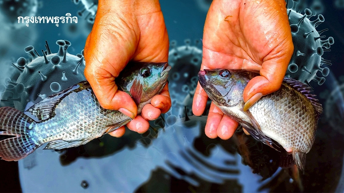 'โรคตาอุบัติใหม่' ไวรัสจาก 'สัตว์น้ำ'สู่คน สัมผัสดิบๆยิ่งเสี่ยง