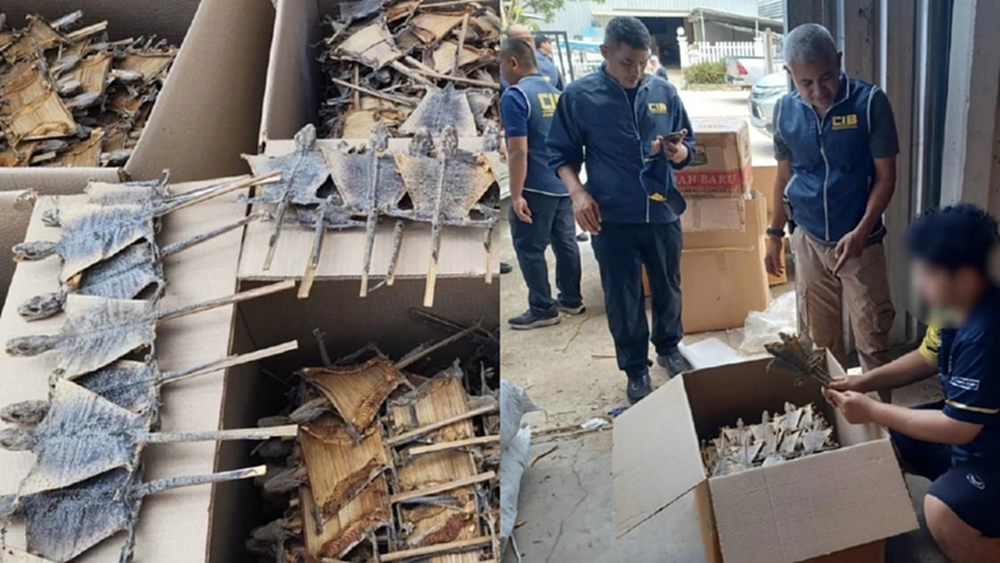 ปทุมธานีมีโกดังลับ บุกลำลูกกายึดซากตุ๊กแกแสนตัว ไม้หวงห้าม 30 ตัน