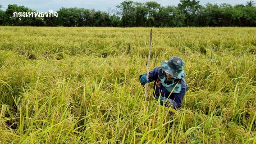 ต้นแบบ 'ข้าวโลว์คาร์บอน' ของไทย ข้าวชาวนาร่วมใจพื้นที่ภาคกลาง