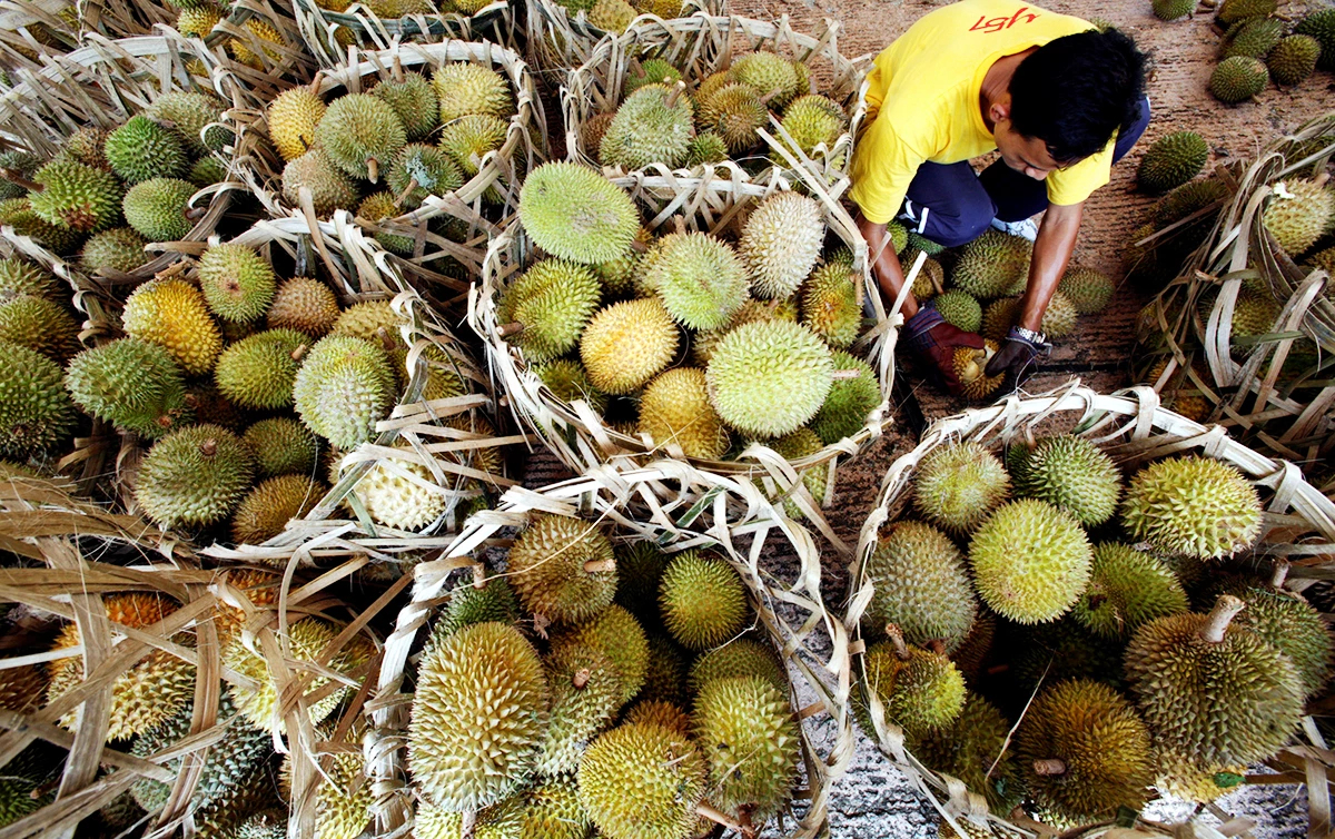 ‘ท่องสวนทุเรียน-ชมสัตว์ป่า’ กลยุทธ์ปีท่องเที่ยวมาเลเซีย 2026