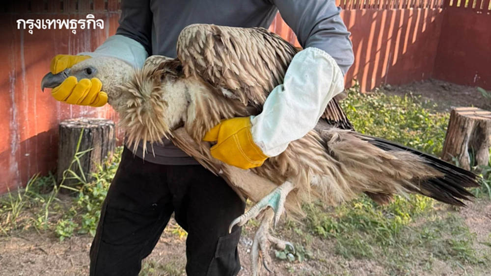 จ่อปล่อย 10 แร้งสีน้ำตาลหิมาลัย คืนป่า เม.ย.นี้ หลังฟื้นฟูสุขภาพพร้อมกลับถิ่นกำเนิด