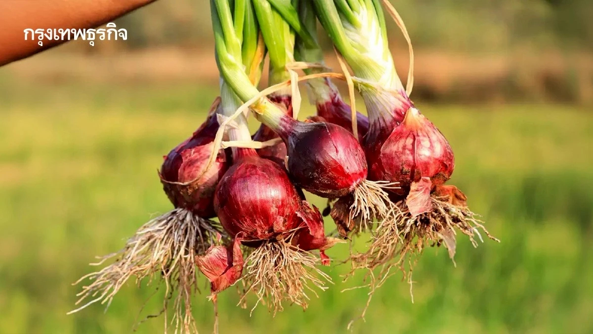 เกษตรฯไฟเขียวบริหารนำเข้าหอมหัวใหญ่-มันฝรั่ง ปี 2569