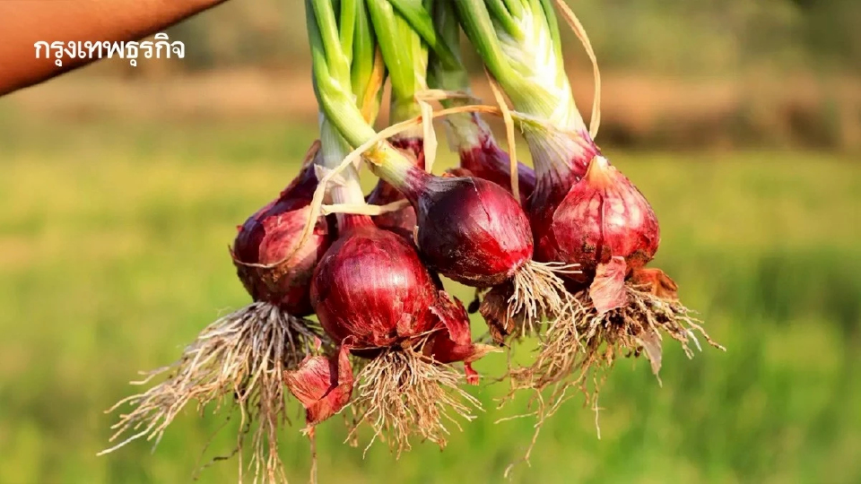 เกษตรฯไฟเขียวบริหารนำเข้าหอมหัวใหญ่-มันฝรั่ง ปี 2569
