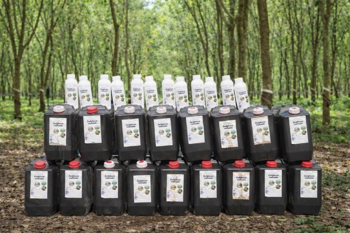 กยท.พัฒนา 'ปุ๋ยอินทรีย์น้ำ' ทดแทนปุ๋ยเคมี เปิดจำหน่าย-รับผลิต ช่วยเกษตรกร