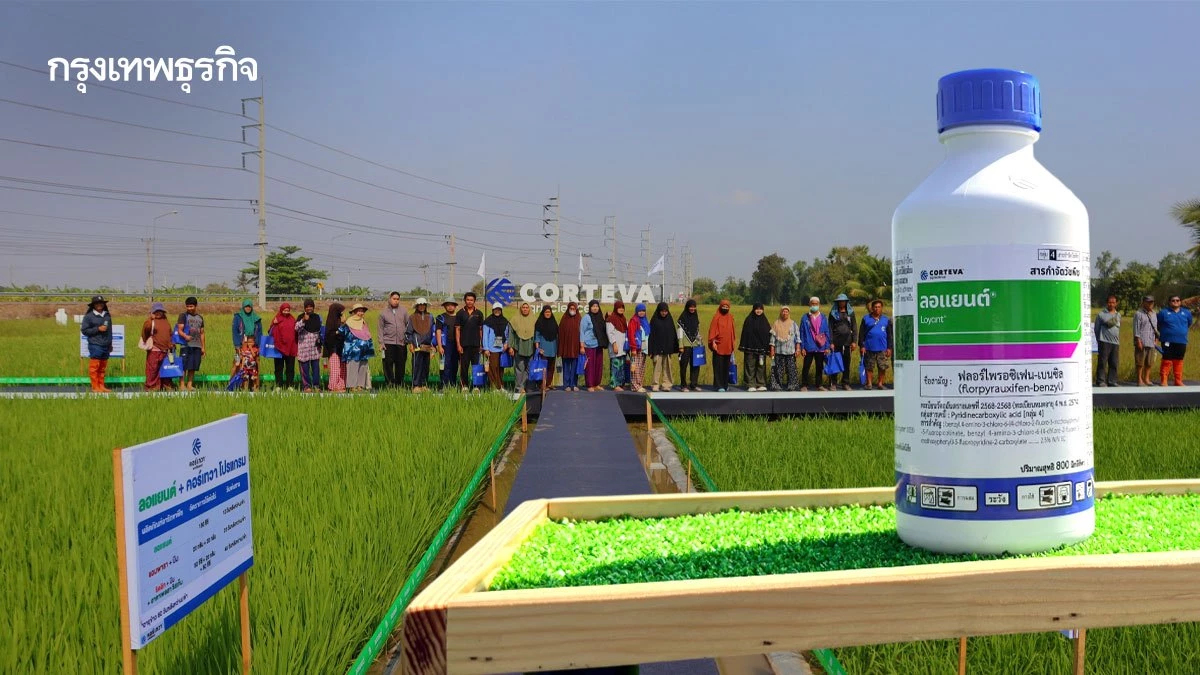“ลอแยนต์” เทคโนโลยีใหม่เพื่อเกษตรกรไทยรับมือวัชพืชดื้อยาในนาข้าว