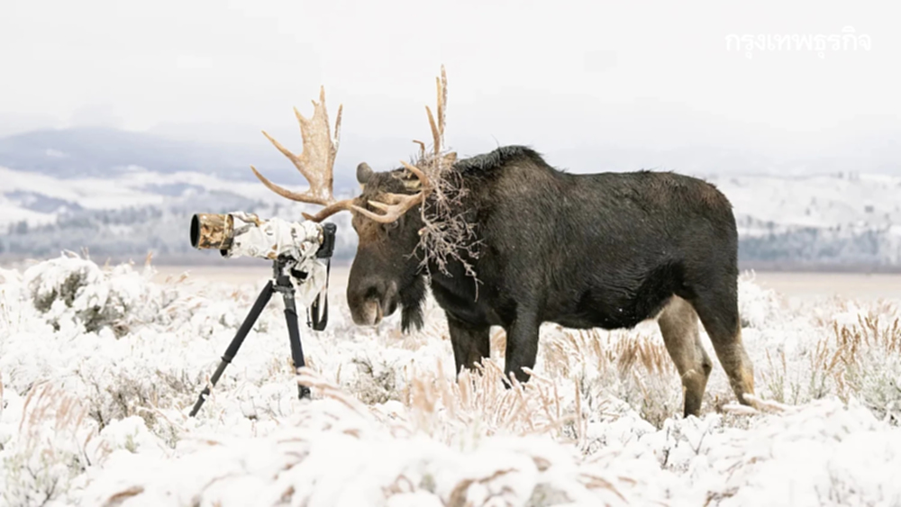 สวยอลัง! ชมภาพถ่ายธรรมชาติ รางวัล World Nature Photography Awards