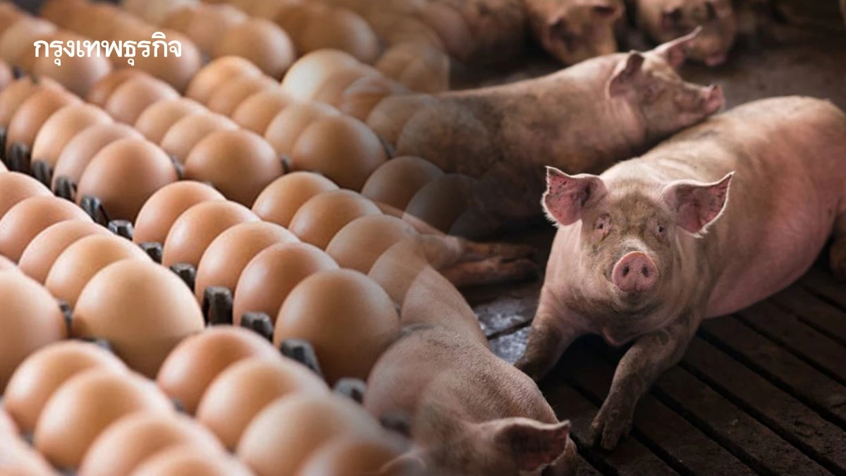ไข่-หมู พาเหรดขึ้นราคาหลังขาดทุน 3 ปี ขยับ 20 สต. เซ่นร้อนกดผลผลิตวูบ 5%