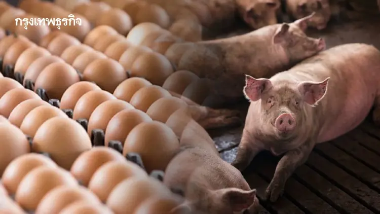 ไข่-หมู พาเหรดขึ้นราคาหลังขาดทุน 3 ปี ขยับ 20 สต. เซ่นร้อนกดผลผลิตวูบ 5%