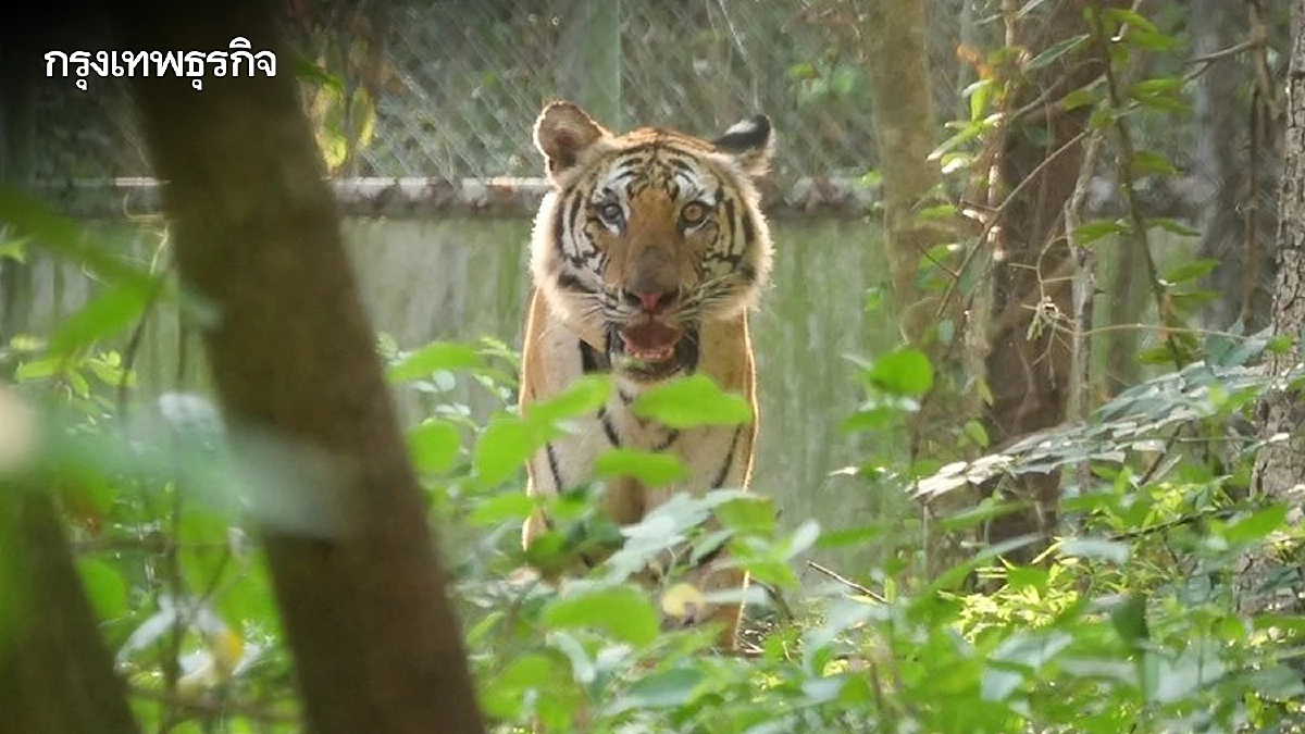 จับแล้ว 'เสือปิ่น' เสือโคร่งชรา บุกล่าสัตว์ชาวบ้าน เตรียมย้ายดูแลในกรงถาวร
