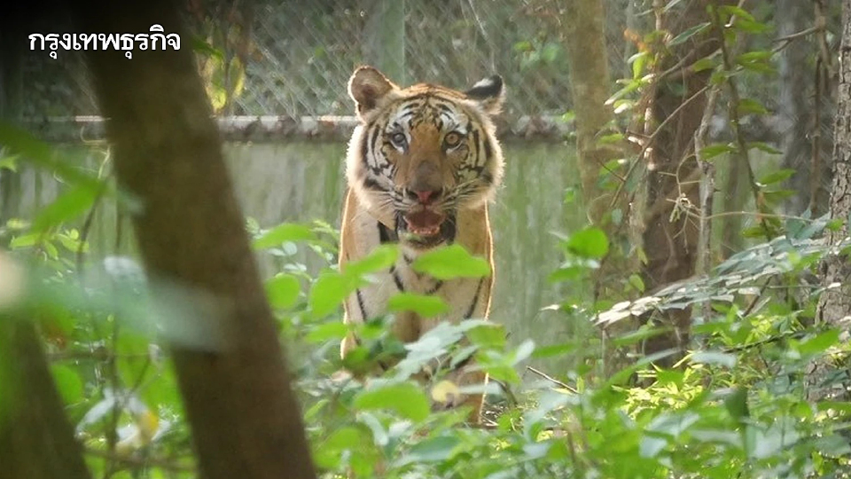จับแล้ว 'เสือปิ่น' เสือโคร่งชรา บุกล่าสัตว์ชาวบ้าน เตรียมย้ายดูแลในกรงถาวร