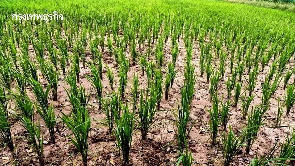 เกษตรฯ เล็งร่วมเอกชน พัฒนาข้าวเชื่อมตลาด Climate Smart