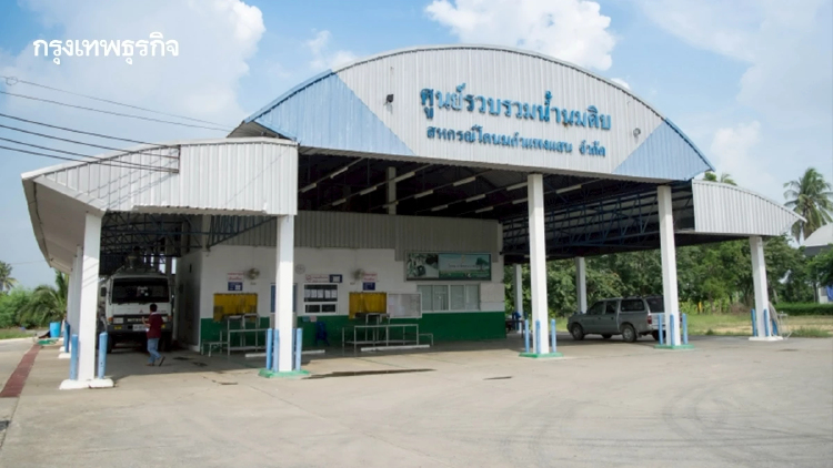 สหกรณ์โคนมกำแพงแสน ทุ่ม 300 ล้านบาท สร้างโรงงานผลิตนมผง