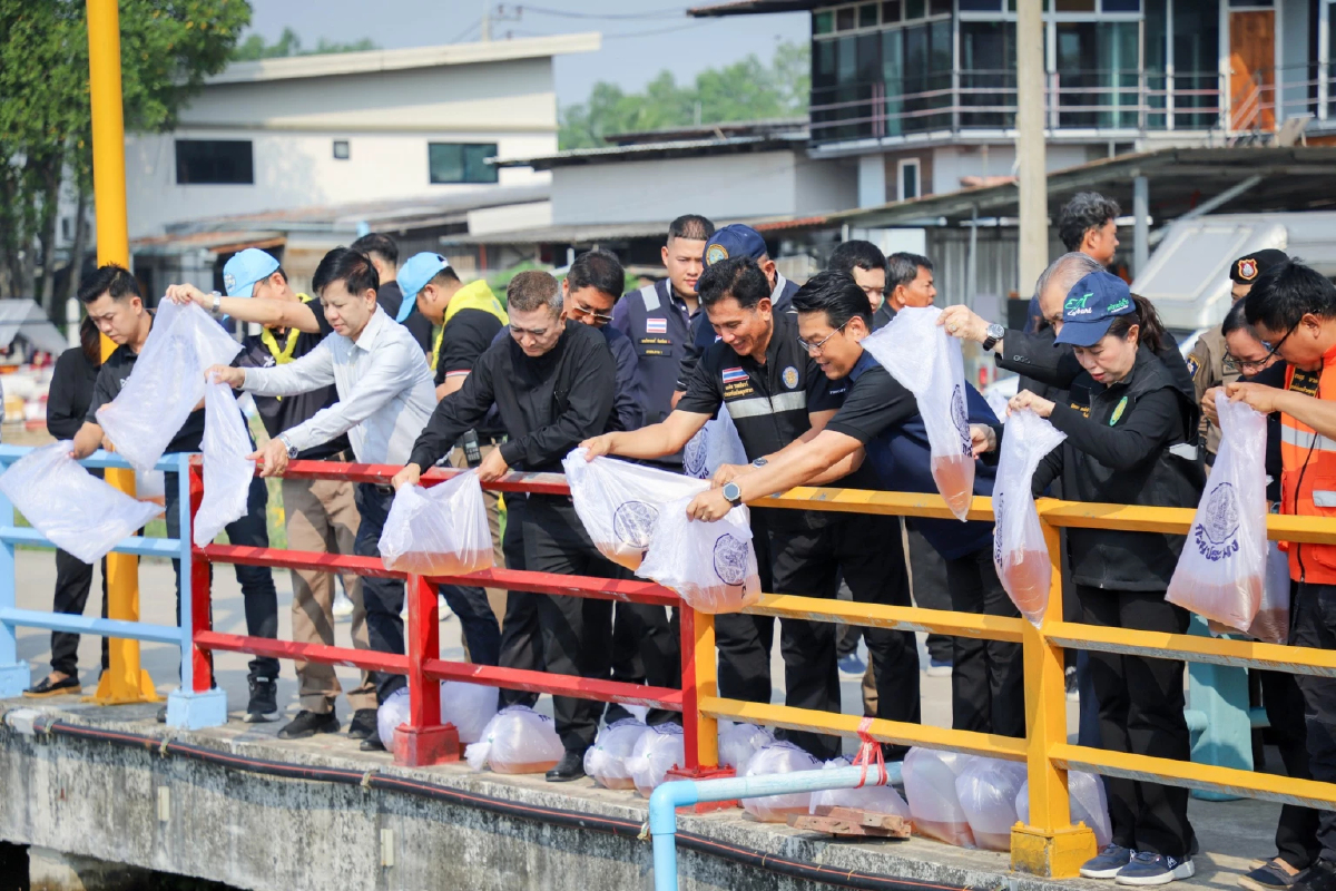 ปล่อยพันธุ์กุ้งกุลาดำล้านตัว ฟื้นฟูระบบนิเวศ แก้ปัญหาปลาหมอคางดำ