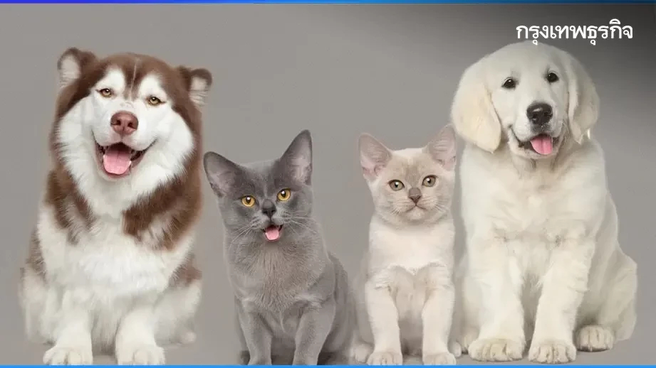 ทาสหมา ทาสแมวเฮ กทม. เปิดจุด ฝังไมโครชิป ฉีดวัคซีนฟรี ตลอดปี 2569