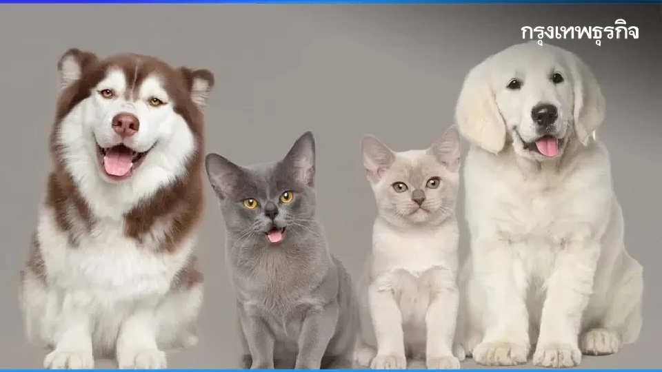 ทาสหมา ทาสแมวเฮ กทม. เปิดจุด ฝังไมโครชิป ฉีดวัคซีนฟรี ตลอดปี 2569