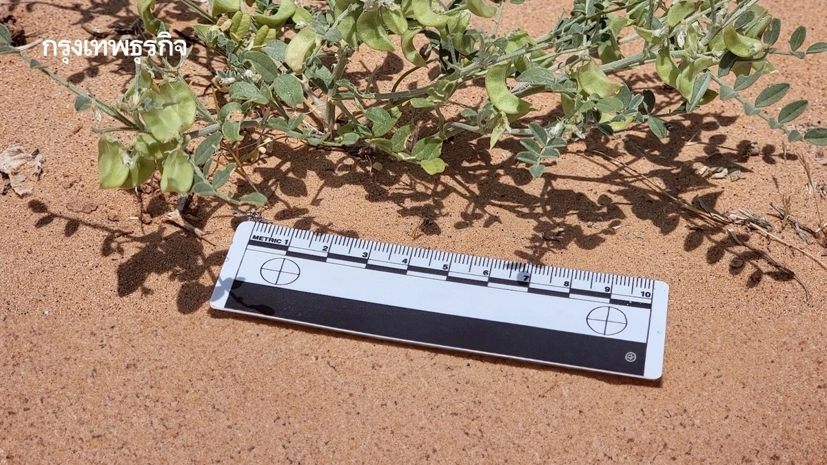 พืชใกล้สูญพันธุ์มีจำนวนเพิ่มขึ้น หลังปลูกใกล้ ‘แผงโซลาร์เซลล์’ 