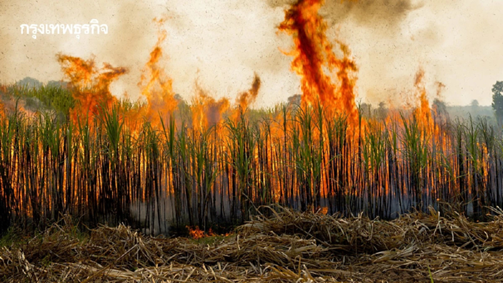 นโยบายแก้ฝุ่นควันไฟไทย ห้ามเผาก็ไม่ใช่-ชิงเผาก็ไม่เชิง