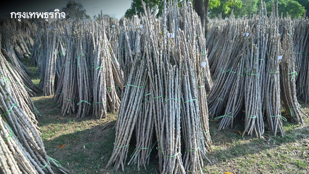 แจก 5 ล้านลำ 'ท่อนพันธุ์มันสำปะหลัง' คุณภาพ ลดเสี่ยงโรคใบด่าง ช่วยเกษตรกรลดต้นทุน