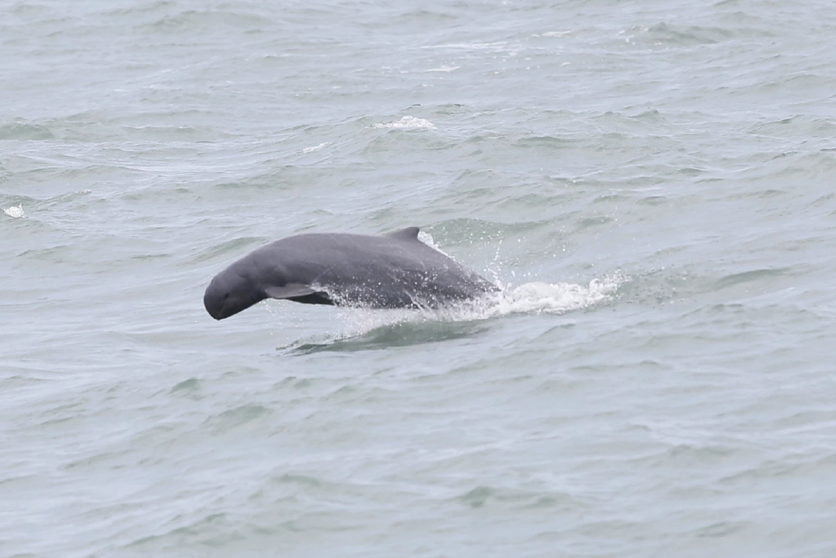 ‘โลมาอิรวดี’ดัชนีชี้วัดความสมบูรณ์ทะเล  เปิดแผนอนุรักษ์พ้นภาวะ“ใกล้สูญพันธุ์อย่างยิ่ง”