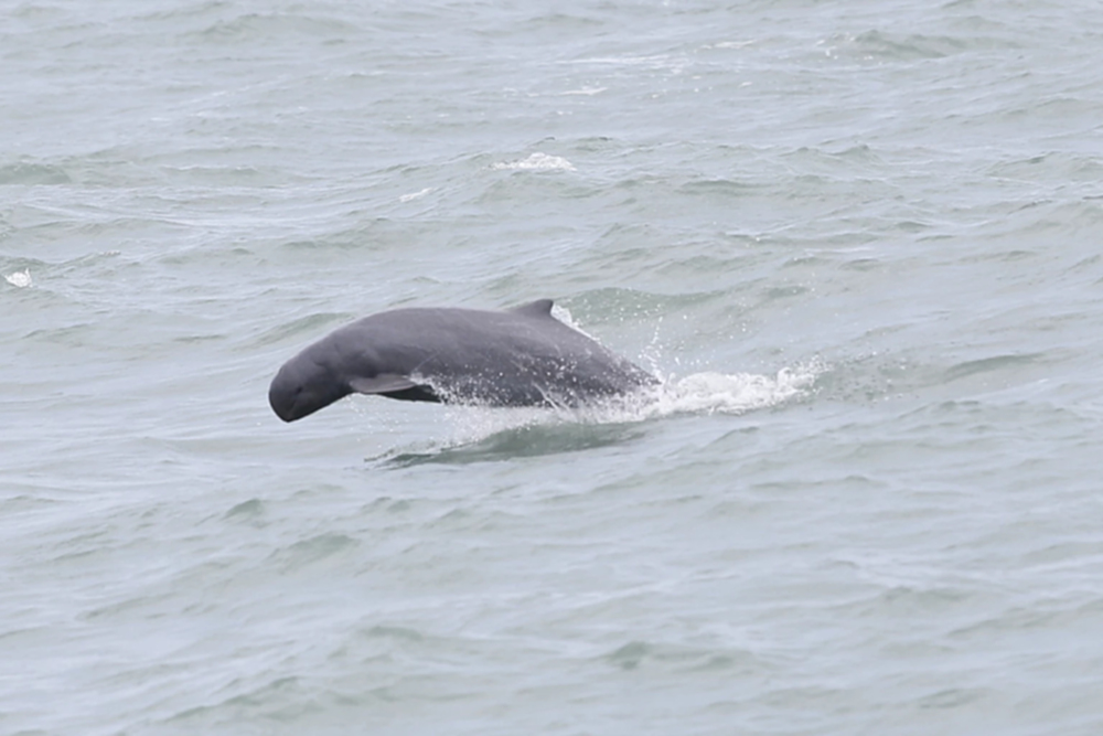 ‘โลมาอิรวดี’ดัชนีชี้วัดความสมบูรณ์ทะเล  เปิดแผนอนุรักษ์พ้นภาวะ“ใกล้สูญพันธุ์อย่างยิ่ง”