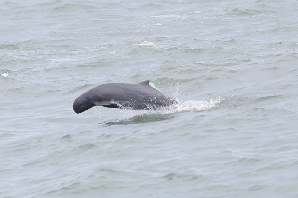 ‘โลมาอิรวดี’ดัชนีชี้วัดความสมบูรณ์ทะเล  เปิดแผนอนุรักษ์พ้นภาวะ“ใกล้สูญพันธุ์อย่างยิ่ง”