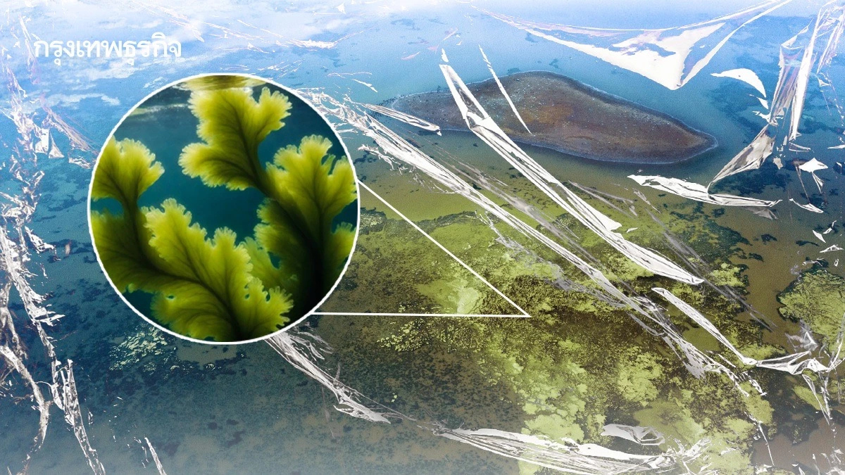 ‘พลาสติก’ กระตุ้นให้เกิด ‘สาหร่ายสะพรั่ง’ ทั่วโลก ระบบนิเวศเสียหาย น้ำขาดออกซิเจน