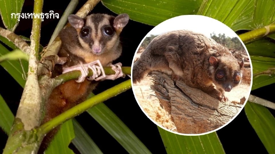 พบ ‘พอสซัม-ชูการ์ไกลเดอร์’ สกุลใหม่ในอินโดนีเซีย ที่คิดว่าสูญพันธุ์ไปแล้วเมื่อ 7,000 ปีก่อน