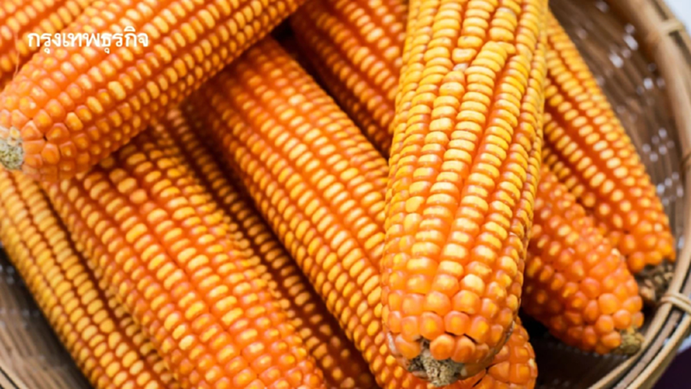เวียดนาม รุกแรง นำเข้าข้าวโพดสหรัฐ 1 ล้านตัน ต้นทุนต่ำแถมลดคาร์บอน