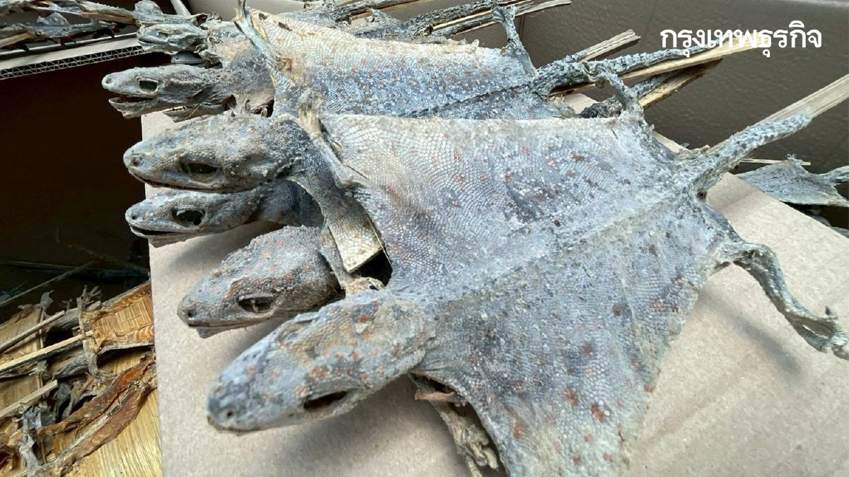 ช็อกโกดังลำลูกกา ยึดซากตุ๊กแก 1.2 แสนตัว เตรียมส่งนอก โยงคดีดัง 68