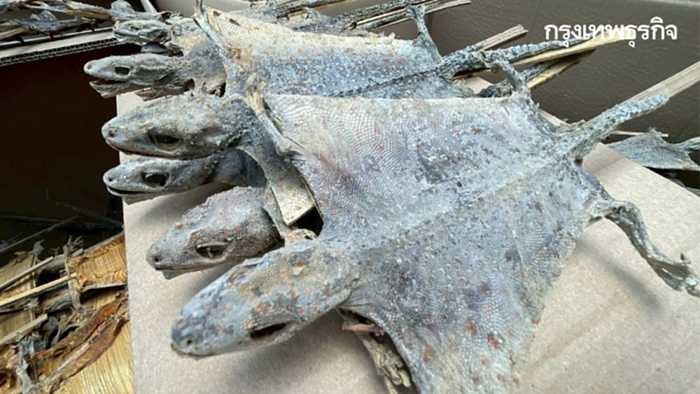 ช็อกโกดังลำลูกกา ยึดซากตุ๊กแก 1.2 แสนตัว เตรียมส่งนอก โยงคดีดัง 68