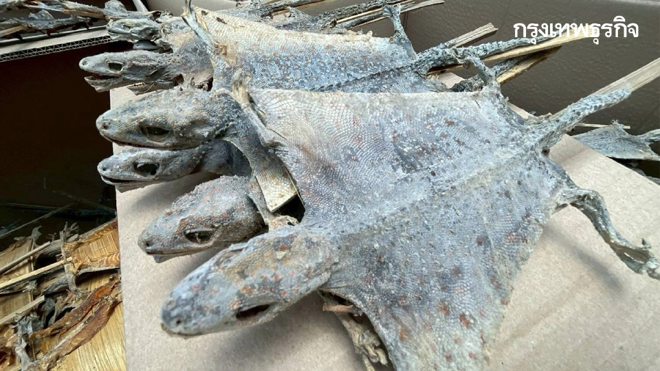 ช็อกโกดังลำลูกกา ยึดซากตุ๊กแก 1.2 แสนตัว เตรียมส่งนอก โยงคดีดัง 68