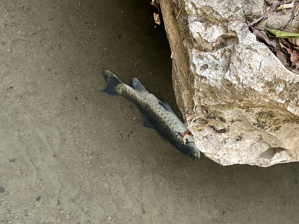 สั่งงดกินปลา 'ลำน้ำลาง' ปางมะผ้า หลังพบปลาตายเกลื่อน หวั่นสารพิษ