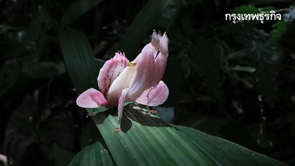 เผยโฉม 'ตั๊กแตนตำข้าวกล้วยไม้สีชมพู' หาดูยาก แมลง สวยที่สุดในโลก