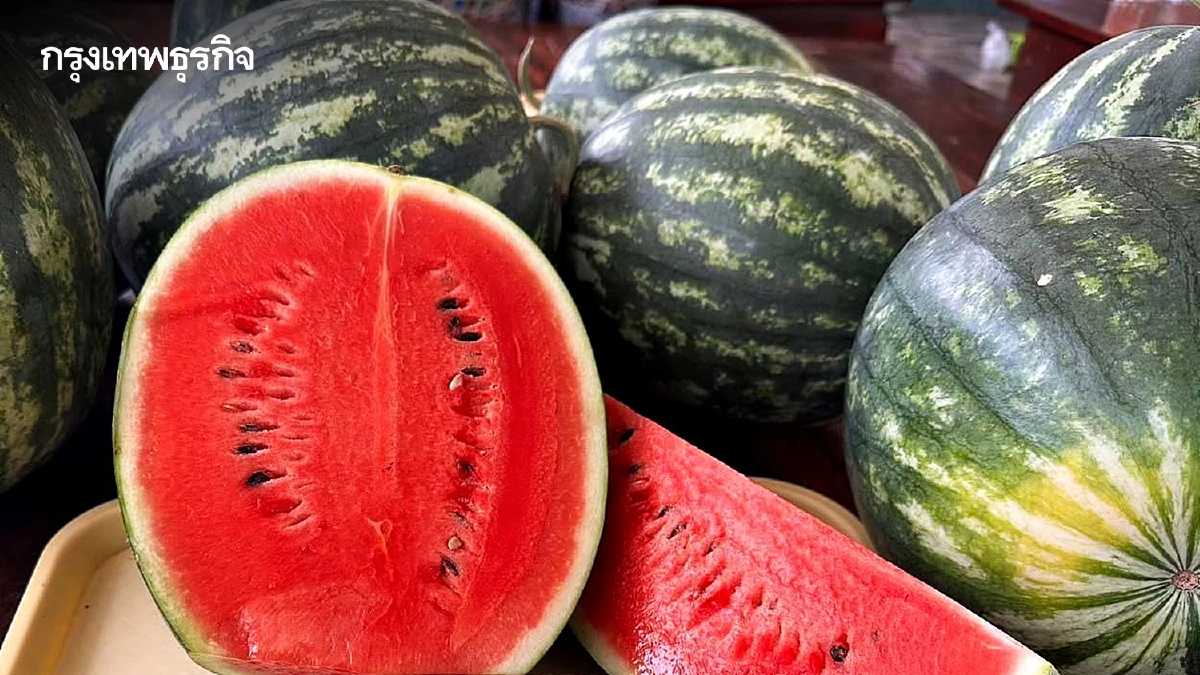 ขึ้นทะเบียน GI 'แตงโมหวานยโสธร' สินค้าพรีเมียมแดนอีสาน ยกระดับสู่สากล