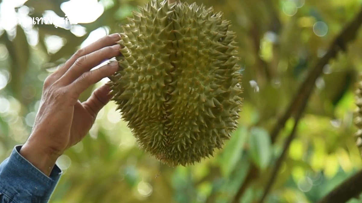 กรมวิชาการเกษตร คุมเข้ม 500 ล้งตะวันออก ชูมาตรการ 4 ไม่ ดันคุณภาพทุเรียนปี 69
