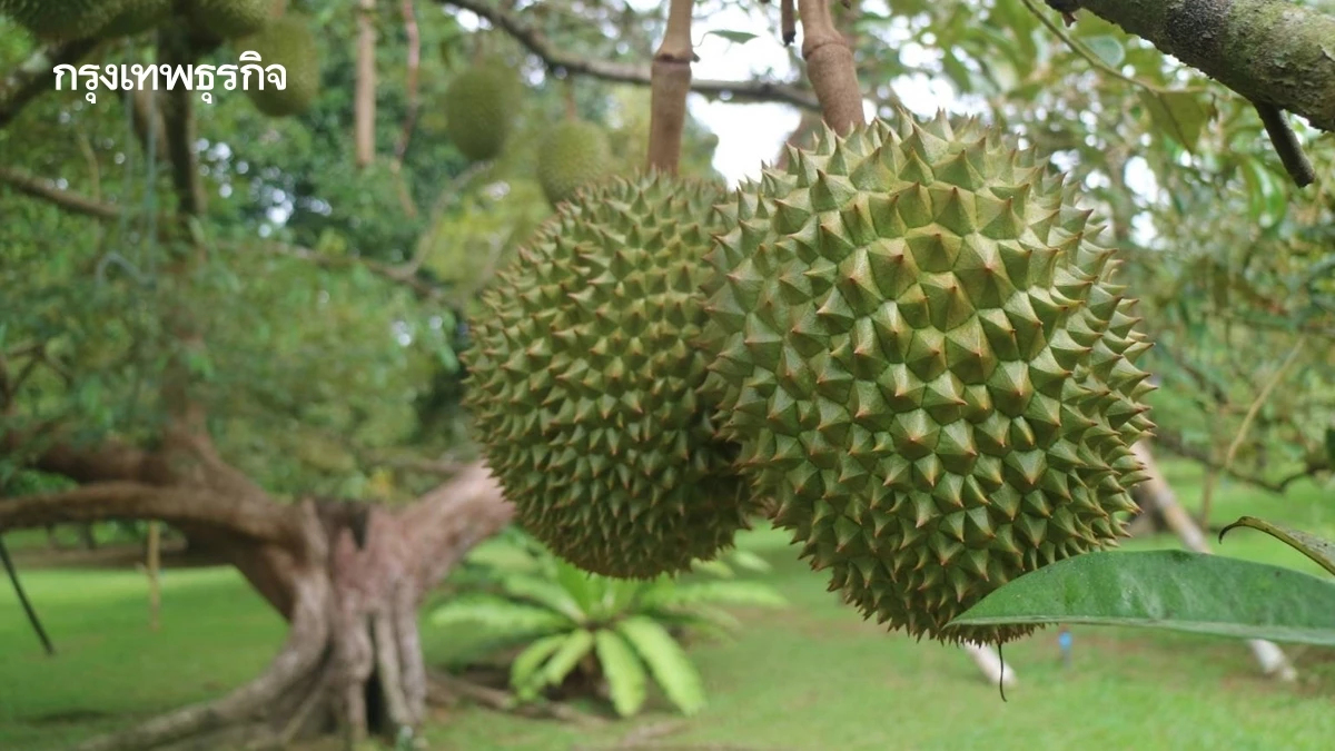 จันทบุรี รวมพลัง Big Cleaning Day รับฤดูกาลส่งออกทุเรียนปี 69