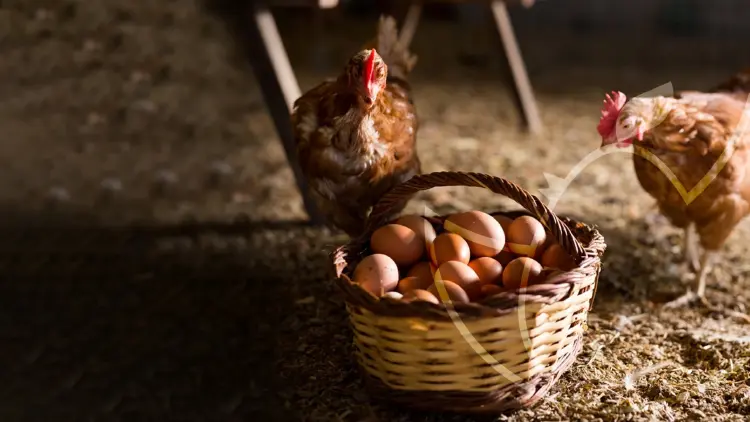 ปฏิวัติไข่ไก่‘ชัยพรฟาร์ม’ทรานส์ฟอร์มสู่ Cage-Free 200 ไร่ ชูSmart & Green
